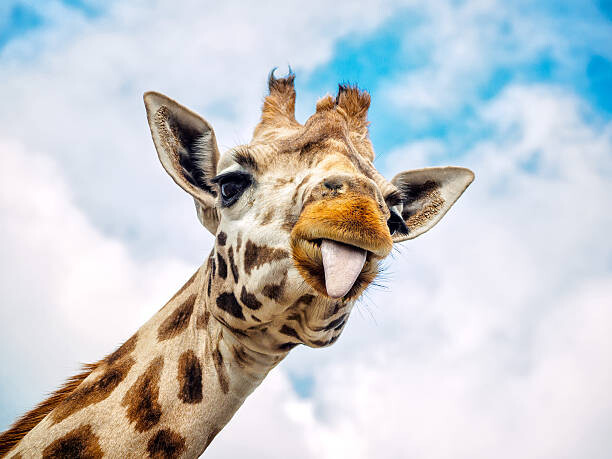 Μπλουζάκι Funny giraffe