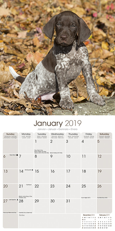 2022 Wall Calendar German Wirehaired Pointer - June 2022 Calendar