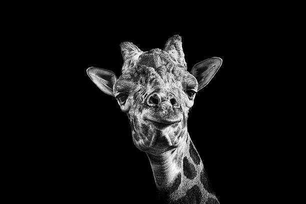 Αυτοκόλλητο Giraffe in Black and White