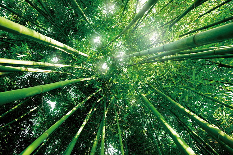 Glass Art Bamboo Forest