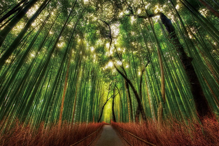 Glass Art Bamboo Forest - Straight Path