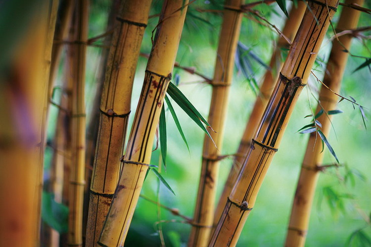 Glass Art Bamboo - Fresh Nature