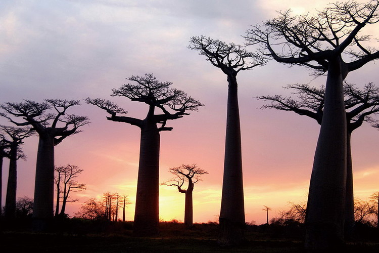 Glass Art Baobabs at Sunset