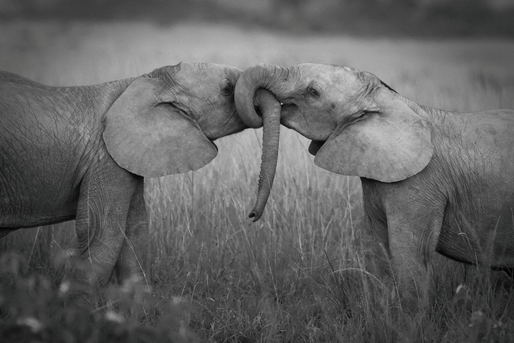 Wall Glass Art Elephants Love Buy at Europosters.eu