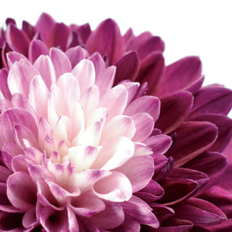 Glass Art Flowers - Purple Gerbera