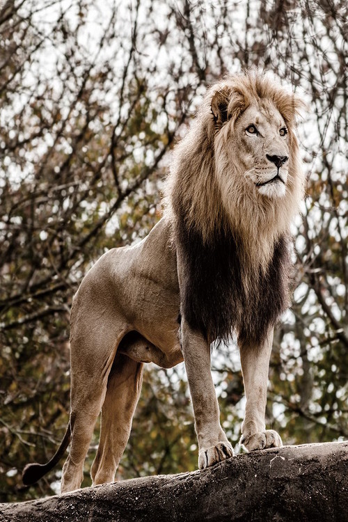 Glass Art Lion - King of Animals
