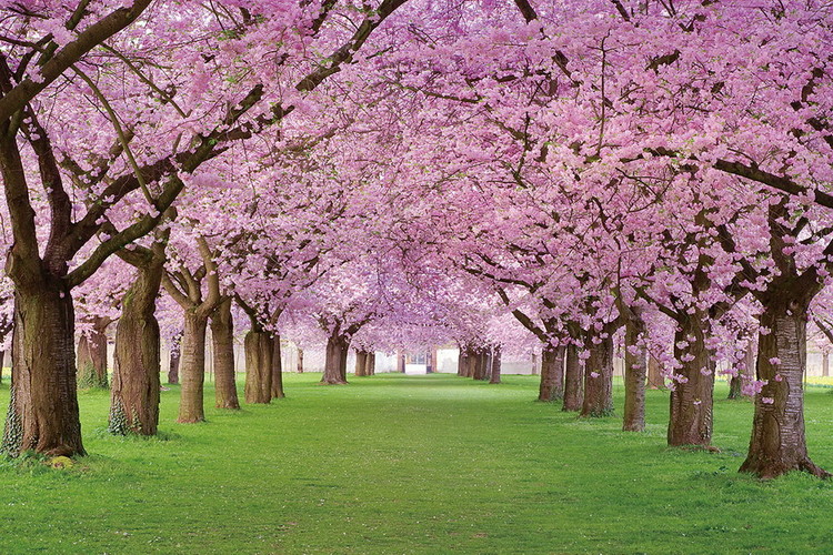 Glass Art Pink Blossoms - Way