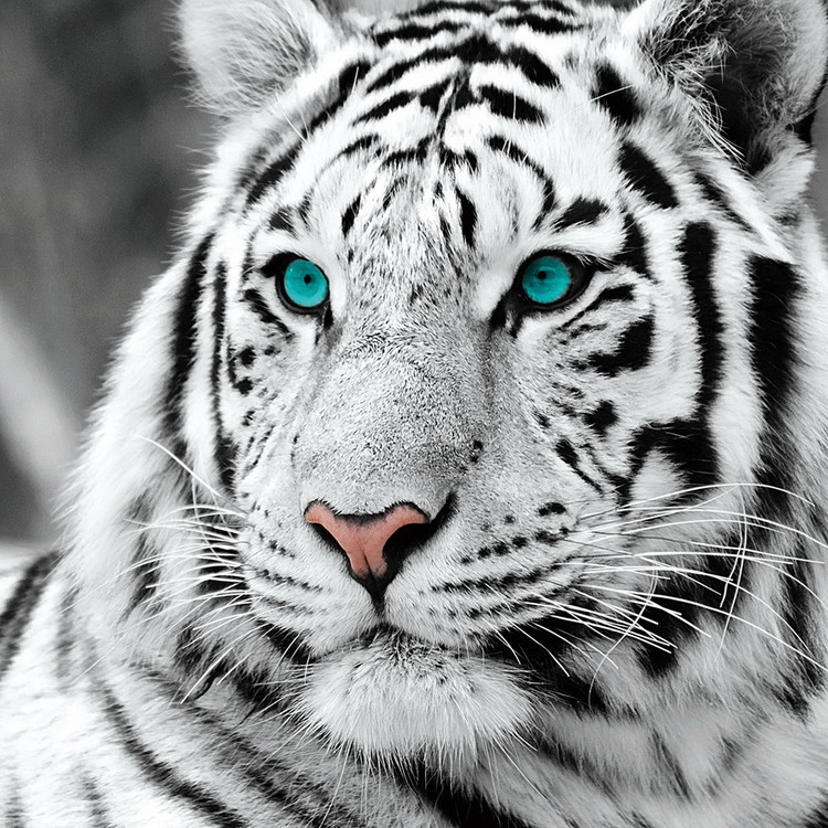 white-tiger-blue-eyes-b-w-i25520.jpg
