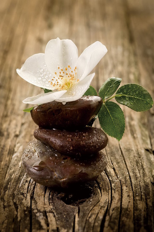 Wall Glass Art Zen Blossom Buy at Europosters.eu