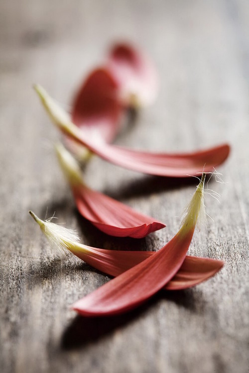 Glass Art Zen - Red Leaves