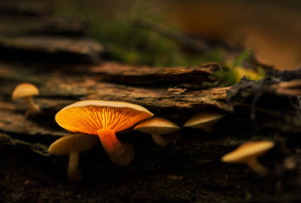 Μπλουζάκι Glowing mushroom