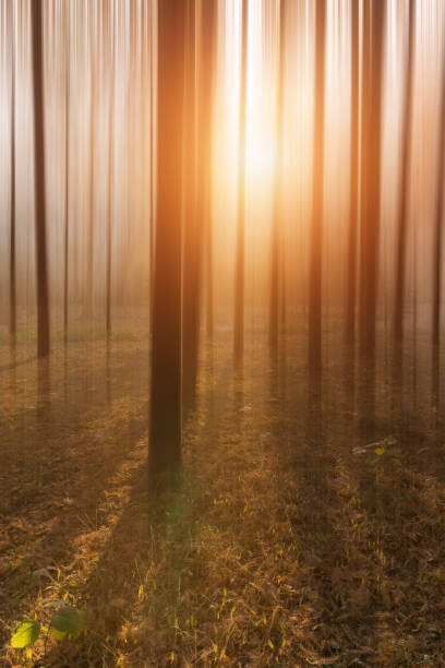 Αυτοκόλλητο Golden Forest