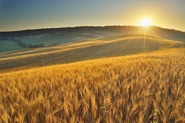 Αυτοκόλλητο Grainfield with Sunrise
