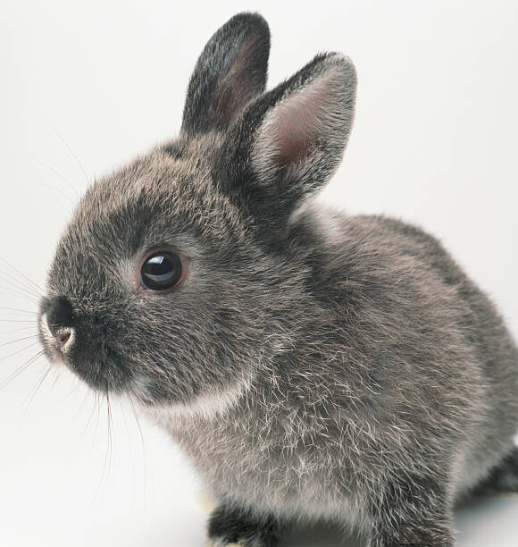 Αυτοκόλλητο Gray rabbit, close-up