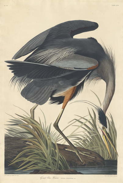 Stenska nalepka Great blue Heron, 1834