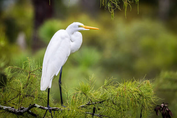 Seinätarra Great Egret Perched on Branch