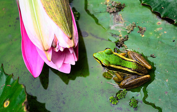 Sticker Green Frog
