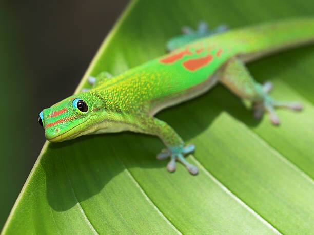 Sticker Green Gecko  On Leaf