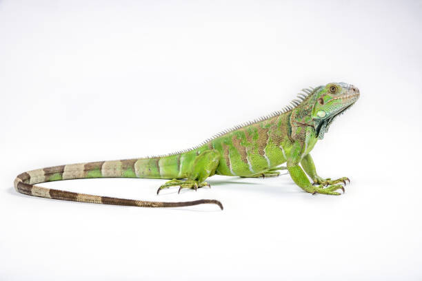 Sticker Green iguana (Iguana iguana) on white background