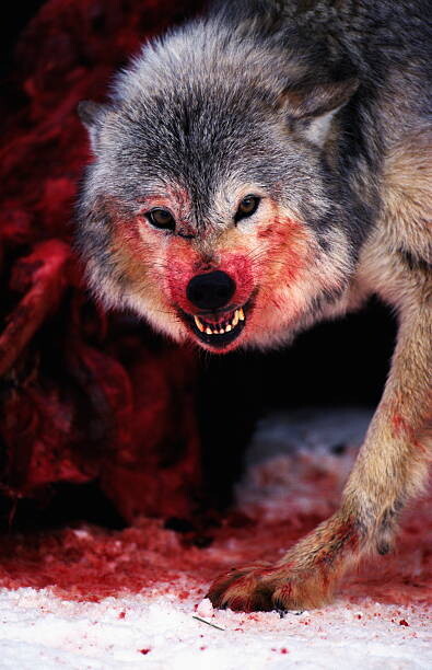 Αυτοκόλλητο Grey wolf (Canis lupus) snarling over fresh kill