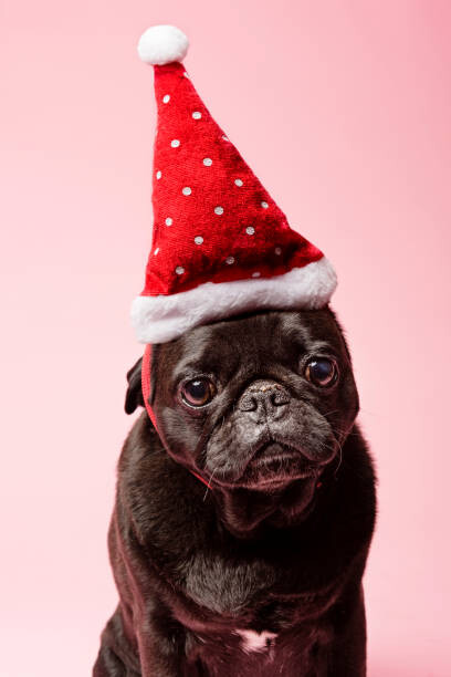 Наклейка Grumpy Pug Wearing a Christmas Hat