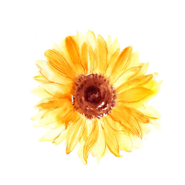 Sticker Hand drawn watercolorsunflower in yellow color
