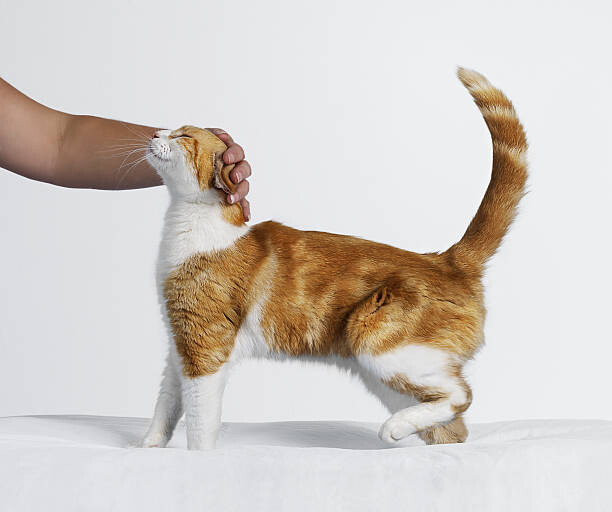 Αυτοκόλλητο Hand Stroking Cat