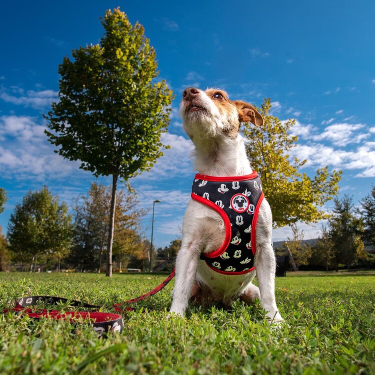 Mickey mouse shop dog harness