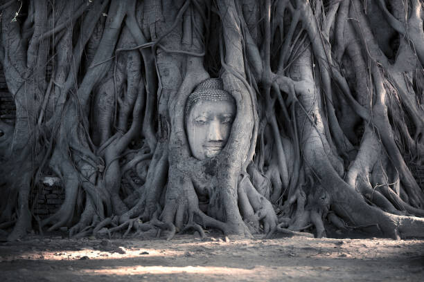 Sticker Head of Buddha statue in the