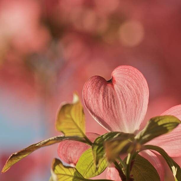 Наклейка Heart bloom