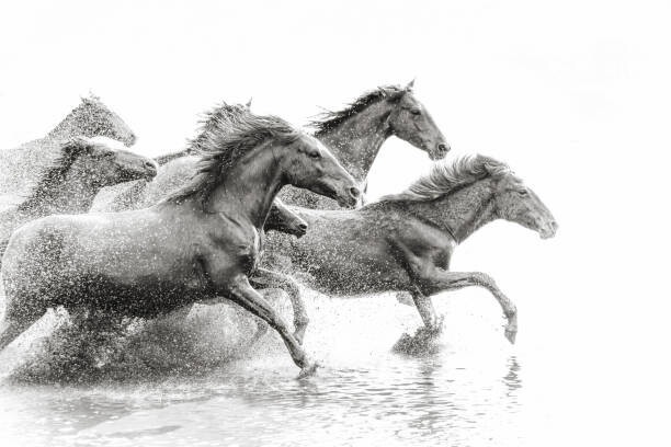 Тениска Herd of Wild Horses Running in Water