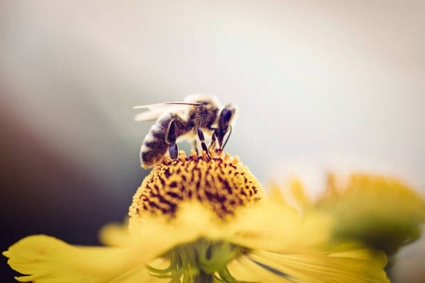 Sticker Honeybee collecting pollen from a flower