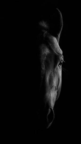 Наклейка horse