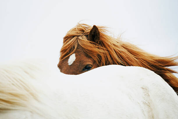 Autocolante Horses