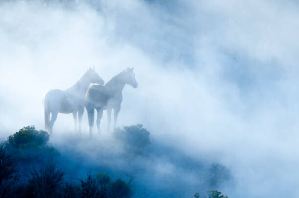 Autocolante Horses