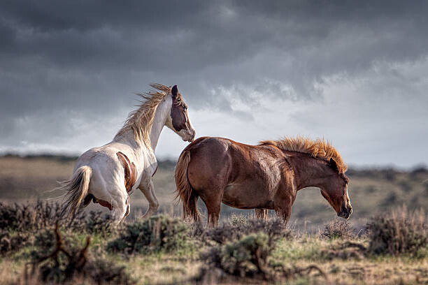 Autocolante horses