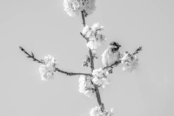 Тениска House sparrow(Passer domesticus)