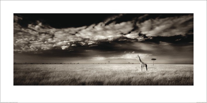 Art Print Ian Cumming  - Masai Mara Giraffe