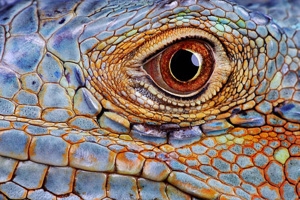 Sticker Iguana (Iguana iguana) eye, close-up
