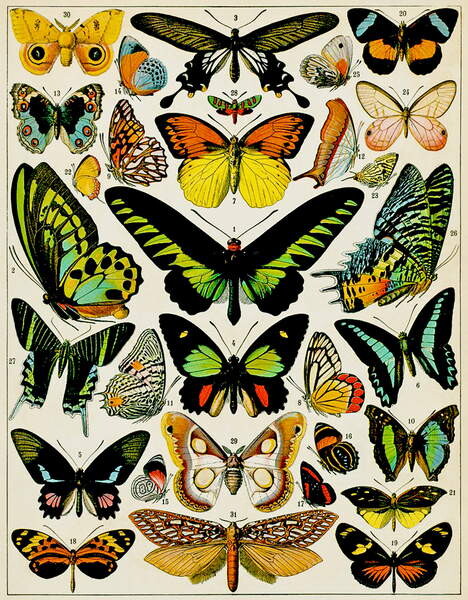 Naljepnica Illustration of Butterflies and moths c.1923
