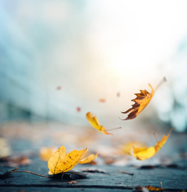 Μπλουζάκι It's time for autumn