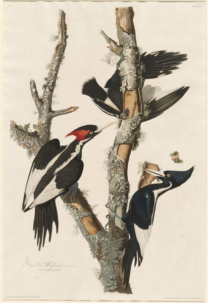 Sticker Ivory-billed Woodpecker, 1829