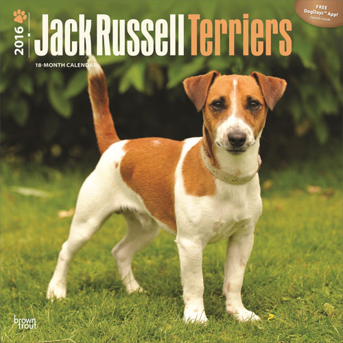 Calendar 2021 Jack Russell Terriers
