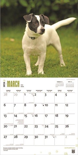 Calendar 2021 Jack Russell Terriers