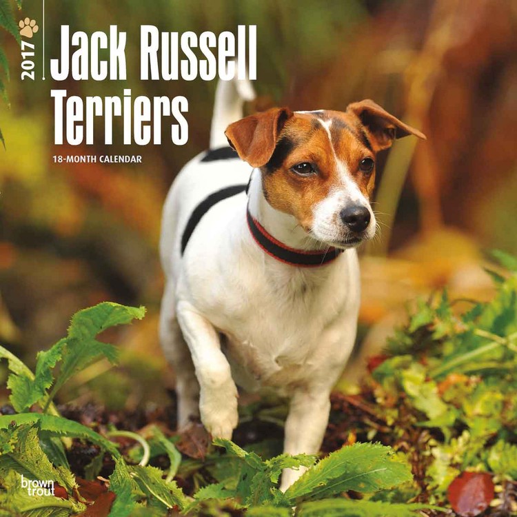 Calendar 2021 Jack Russell Terriers