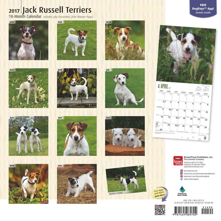 Calendar 2021 Jack Russell Terriers