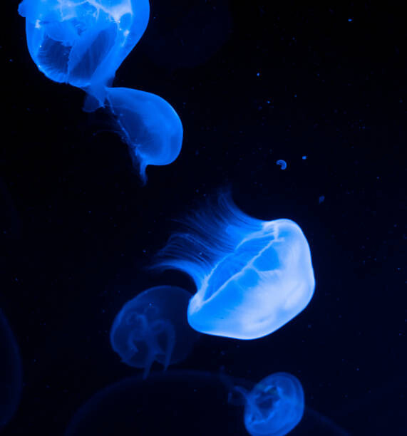 Sticker Jellyfish
