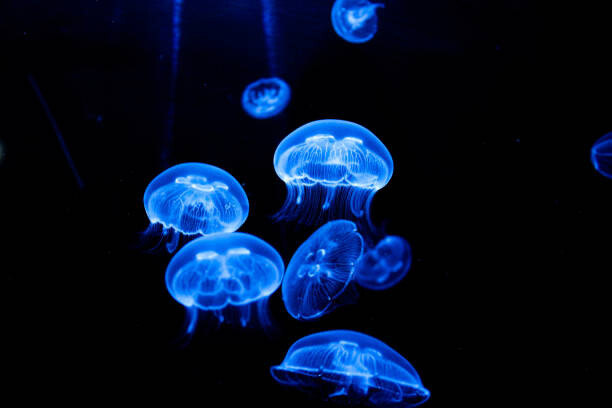 Αυτοκόλλητο Jellyfish