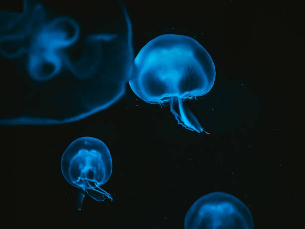 Αυτοκόλλητο Jellyfish