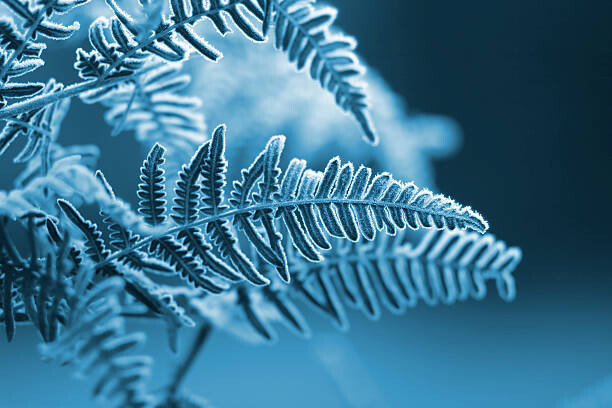 Juliste A blue monochromatic photo of frozen fern leaves